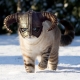 FluffyAxe
